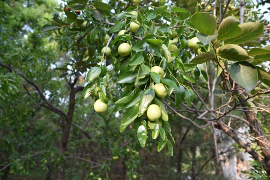 春華秋實之果實篇86