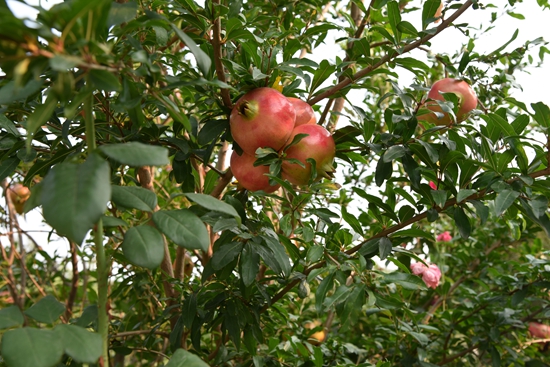 春華秋實之果實篇86