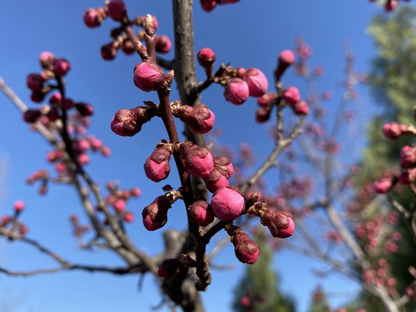 重山春已到 奮斗正當(dāng)時21