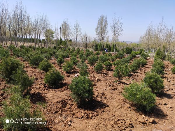 植樹造林 魯中水泥再行動(dòng)35